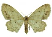 Idaea dimidiata (Hufnagel, 1767) attēls