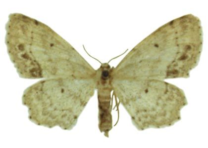 Idaea dimidiata (Hufnagel, 1767) attēls