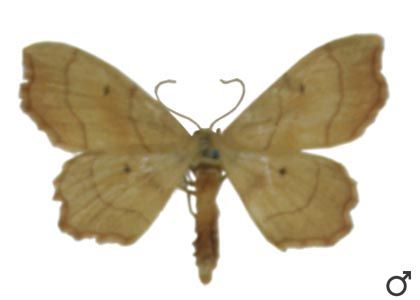 Idaea emarginata (Linnaeus, 1758) attēls