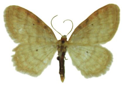 Idaea humiliata (Hufnagel, 1767) attēls