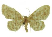 Idaea inquinata (Scopoli, 1763) attēls