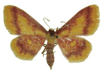 Idaea muricata (Hufnagel, 1767) attēls