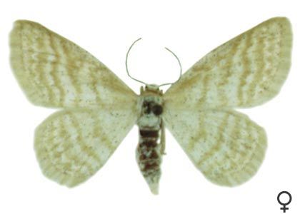 Idaea pallidata (Denis & Schiffermüller, 1775) attēls