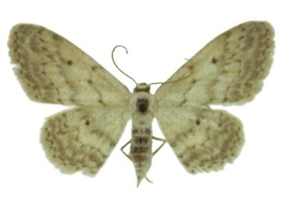 Idaea seriata (Schrank, 1802) attēls