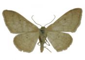 Idaea straminata (Borkhausen, 1794) attēls