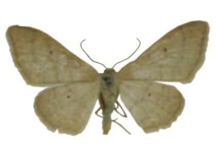 Idaea straminata (Borkhausen, 1794) attēls