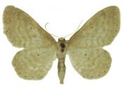 Idaea sylvestraria (Hübner, 1799) attēls