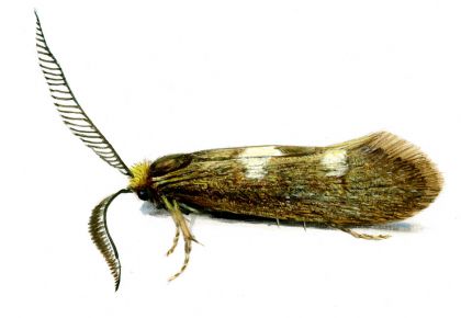 Incurvaria pectinea Haworth, 1828 attēls