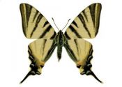Iphiclides podalirius (Linnaeus, 1758) attēls