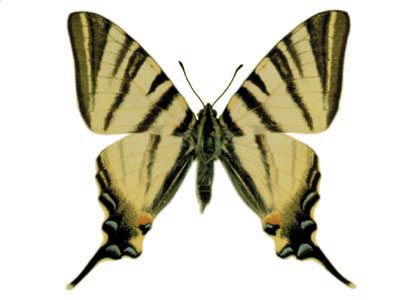 Iphiclides podalirius (Linnaeus, 1758) attēls