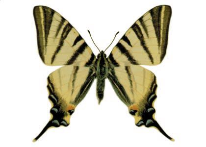 Iphiclides podalirius (Linnaeus, 1758) attēls