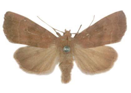 Ipimorpha contusa (Freyer, 1849) attēls