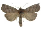 Ipimorpha retusa (Linnaeus, 1761) attēls