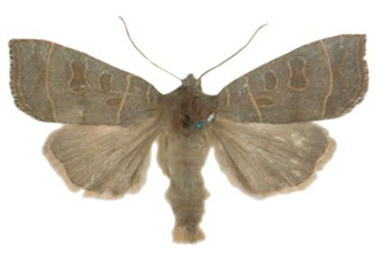 Ipimorpha subtusa (Denis & Schiffermüller, 1775) attēls