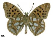 Issoria lathonia (Linnaeus, 1758) attēls