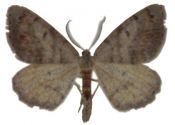 Itame loricaria (Eversmann, 1837) attēls