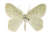 Jodis putata (Linnaeus, 1758) attēls
