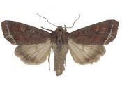 Lacanobia oleracea (Linnaeus, 1758) attēls