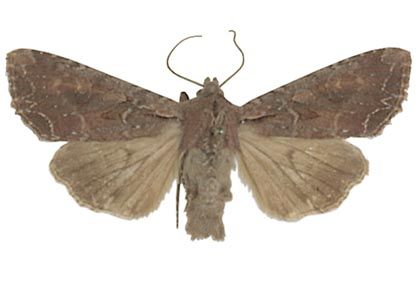 Lacanobia suasa (Denis & Schiffermüller, 1775) attēls