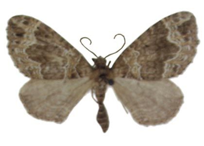 Lampropteryx otregiata (Metcalfe, 1917) attēls