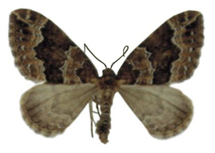 Lampropteryx suffumata (Denis & Schiffermüller, 1775) attēls