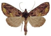 Lamprotes c-aureum (Knoch, 1781) attēls