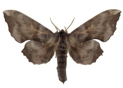 Laothoe amurensis (Fischer v. Waldheim, 1830) attēls