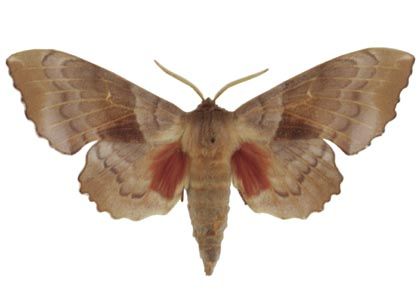 Laothoe populi (Linnaeus, 1758) attēls