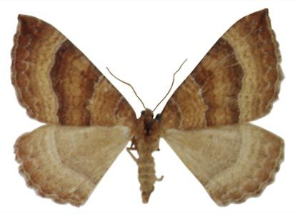 Larentia clavaria (Haworth, 1809) attēls