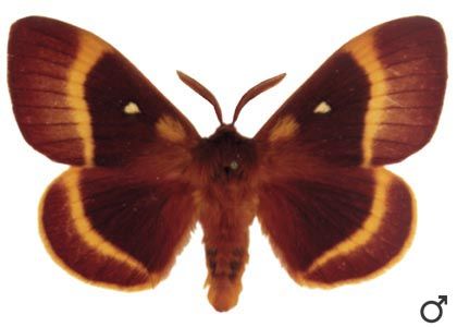 Lasiocampa quercus (Linnaeus, 1758) attēls