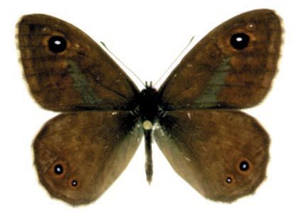 Lasiommata maera (Linnaeus, 1758) attēls