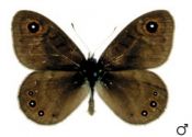 Lasiommata petropolitana (Fabricius, 1787) attēls