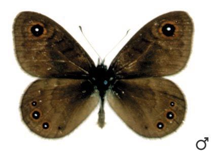Lasiommata petropolitana (Fabricius, 1787) attēls