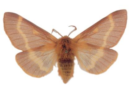 Lemonia dumi (Linnaeus, 1758) attēls