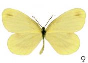 Leptidea sinapis (Linnaeus, 1758) attēls