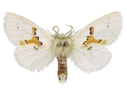 Leucodonta bicoloria (Denis & Schiffermüller, 1775) attēls