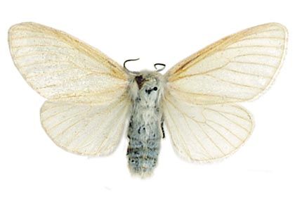 Leucoma salicis (Linnaeus, 1758) attēls