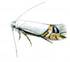 Leucoptera sinuella Reutti, 1853 attēls