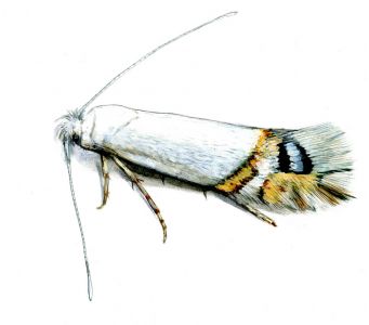 Leucoptera sinuella Reutti, 1853 attēls
