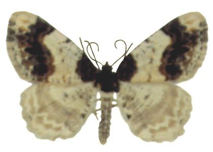 Ligdia adustata (Denis & Schiffermüller, 1775) attēls