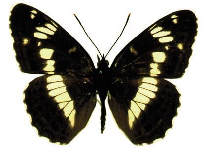 Limenitis camilla (Linnaeus, 1764) attēls