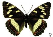 Limenitis populi (Linnaeus, 1758) attēls