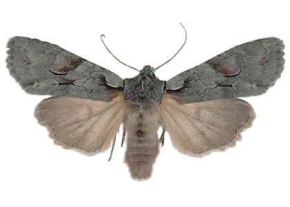 Lithophane furcifera (Hufnagel, 1766) attēls