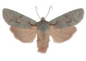 Lithophane lamda (Fabricius, 1787) attēls