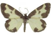 Lomaspilis marginata (Linnaeus, 1758) attēls