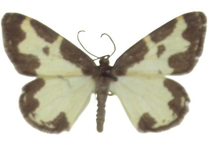 Lomaspilis marginata (Linnaeus, 1758) attēls