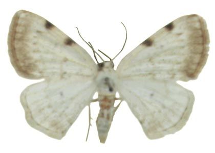 Lomographa bimaculata (Fabricius, 1775) attēls