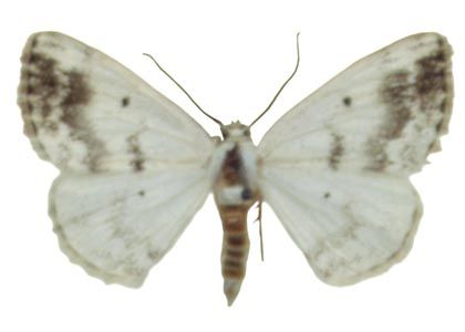 Lomographa temerata (Denis & Schiffermüller, 1775) attēls