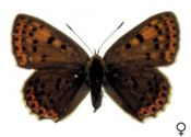 Lycaena alciphron (Rottemburg, 1775) attēls