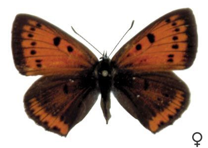 Lycaena dispar (Haworth, 1802) attēls